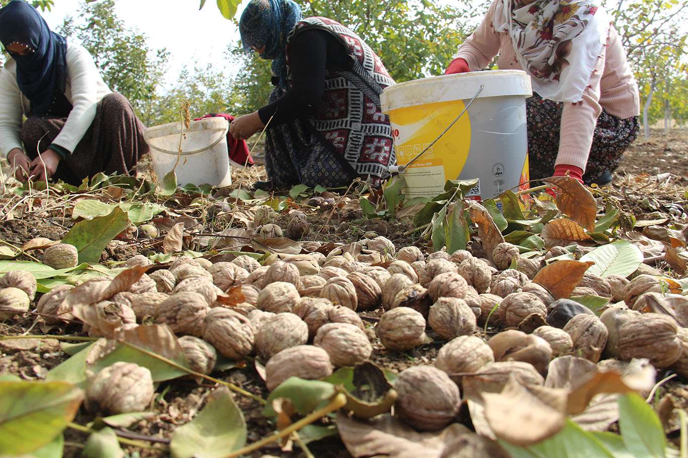 Diyarbakır'da ceviz hasadı başladı